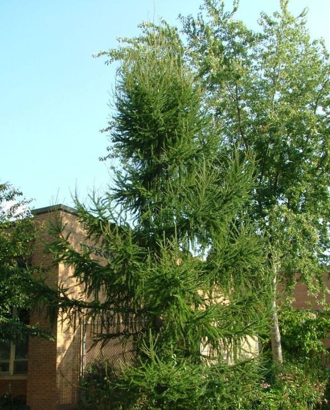 Сибирская лиственница вырастает до 40 метров в высоту