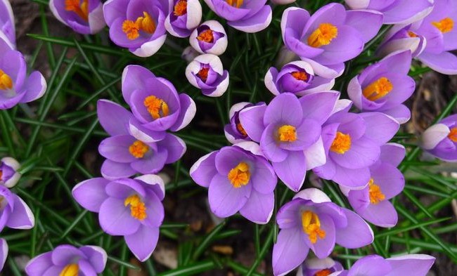 Крокусы нежно-фиолетового цвета