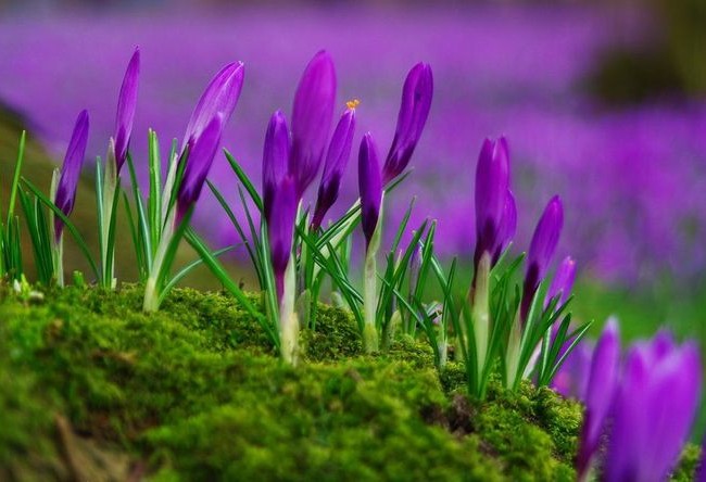 Вайолет Квин – невероятно красивые фиолетовые цветы