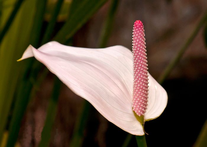 Нежно-розовый цветок антуриума