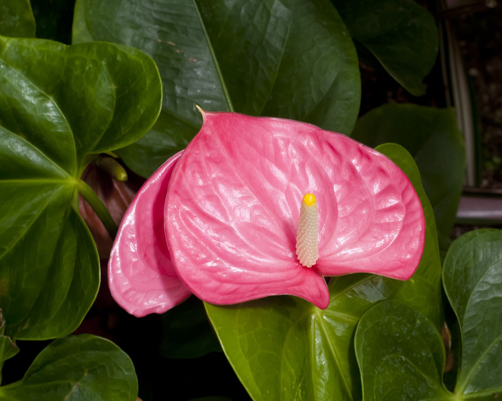 Очень красивый цветок нежного розового цвета станет украшением дома