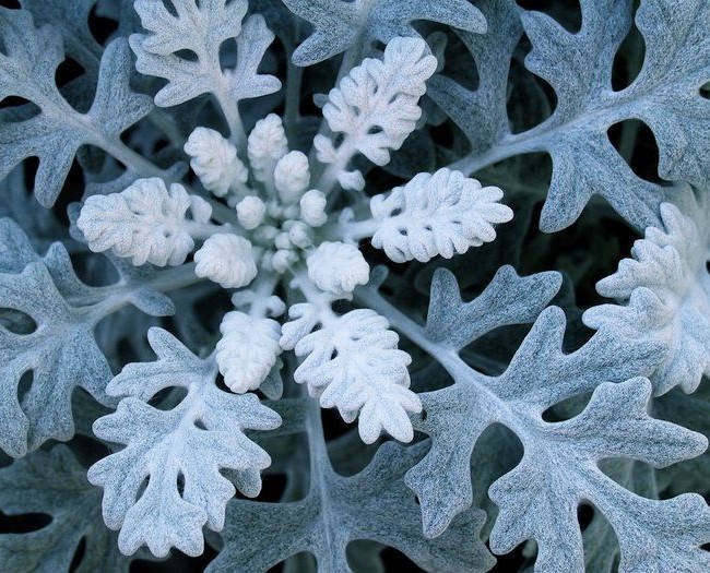Цинерария приморская имеет оригинальные листья бело-серебристого окраса
