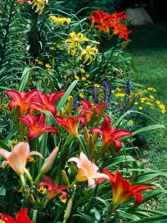 Пестрые, разноцветные лилейники создают удивительную гармонию с другими садовыми цветами 
