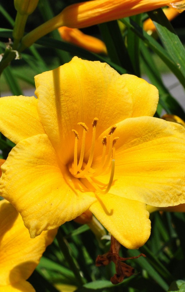 Солнечный желтый лилейник способен дарить радость и улучшать настроение одним своим видом