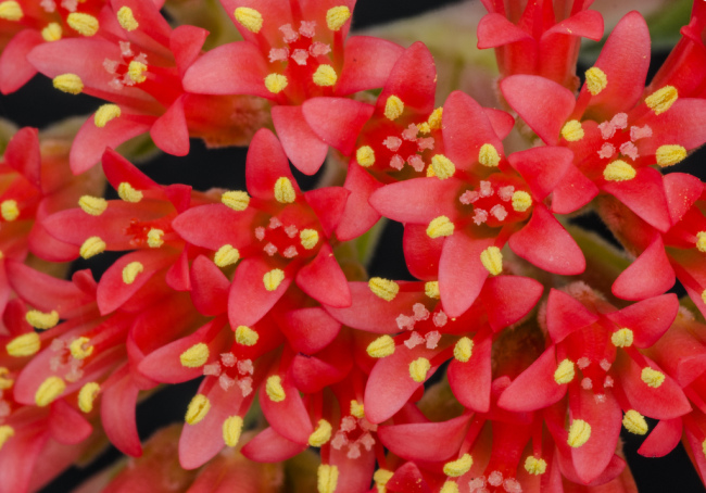 Яркие красные цветы серповидной толстянки