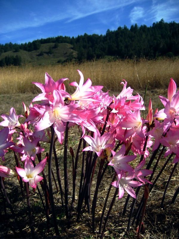 Характерный вид Гиппеаструма Белладонна: заостренные лепестки холодно-розового цвета, склоненный цветок