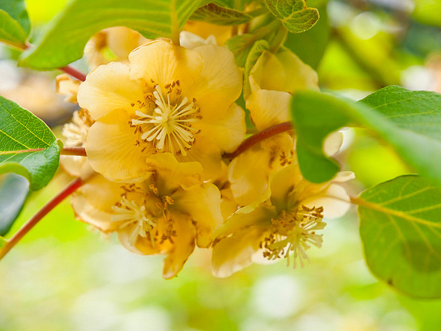 В период цветения актинидия густо порывается нежными бархатными бутонами , распространяя тонкий аромат
