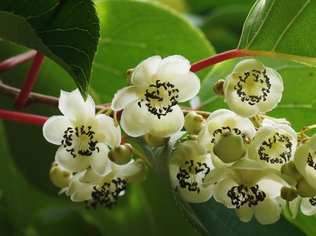 Необычайный аромат струится возле посадок этого вида актинидии в пору цветения, когда на фоне листвы проглядывают белые, одиночные цветки на длинных поникающих цветоножках