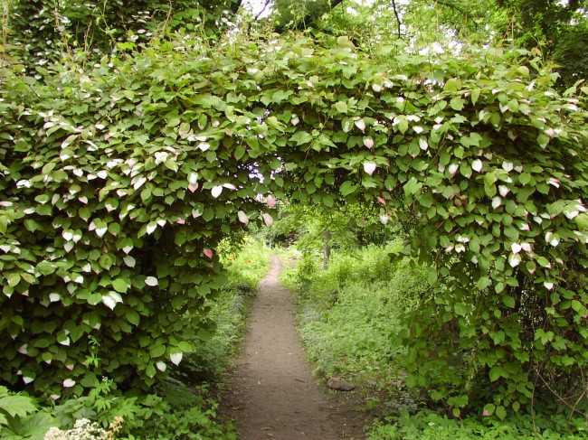 Симпатичная арка создана лианой актинидии может служить входом в сад
