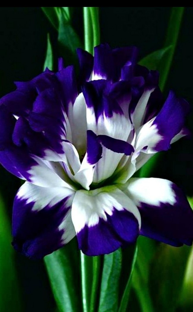 Ирис с синей каймой и белым основание околоцветника