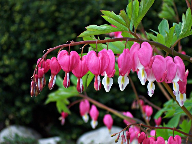 Растение Дицентра известно оригинальными цветами в виде сердечек