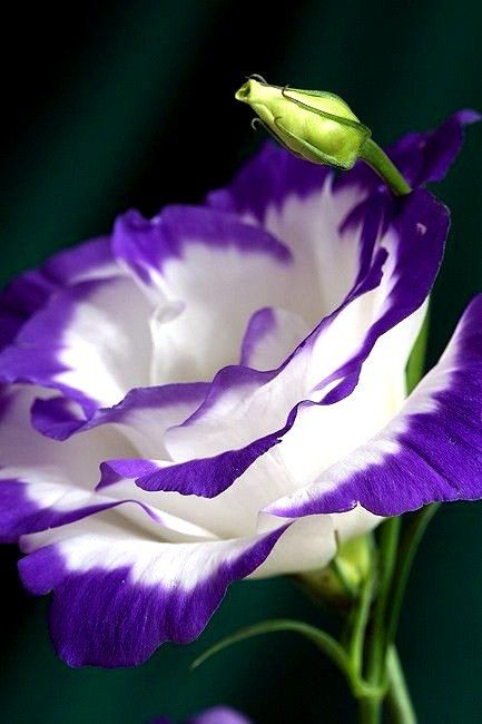 Название сорта Фламенко полностью оправдывается видом цветка - такой же красивый и захватывающий дух 