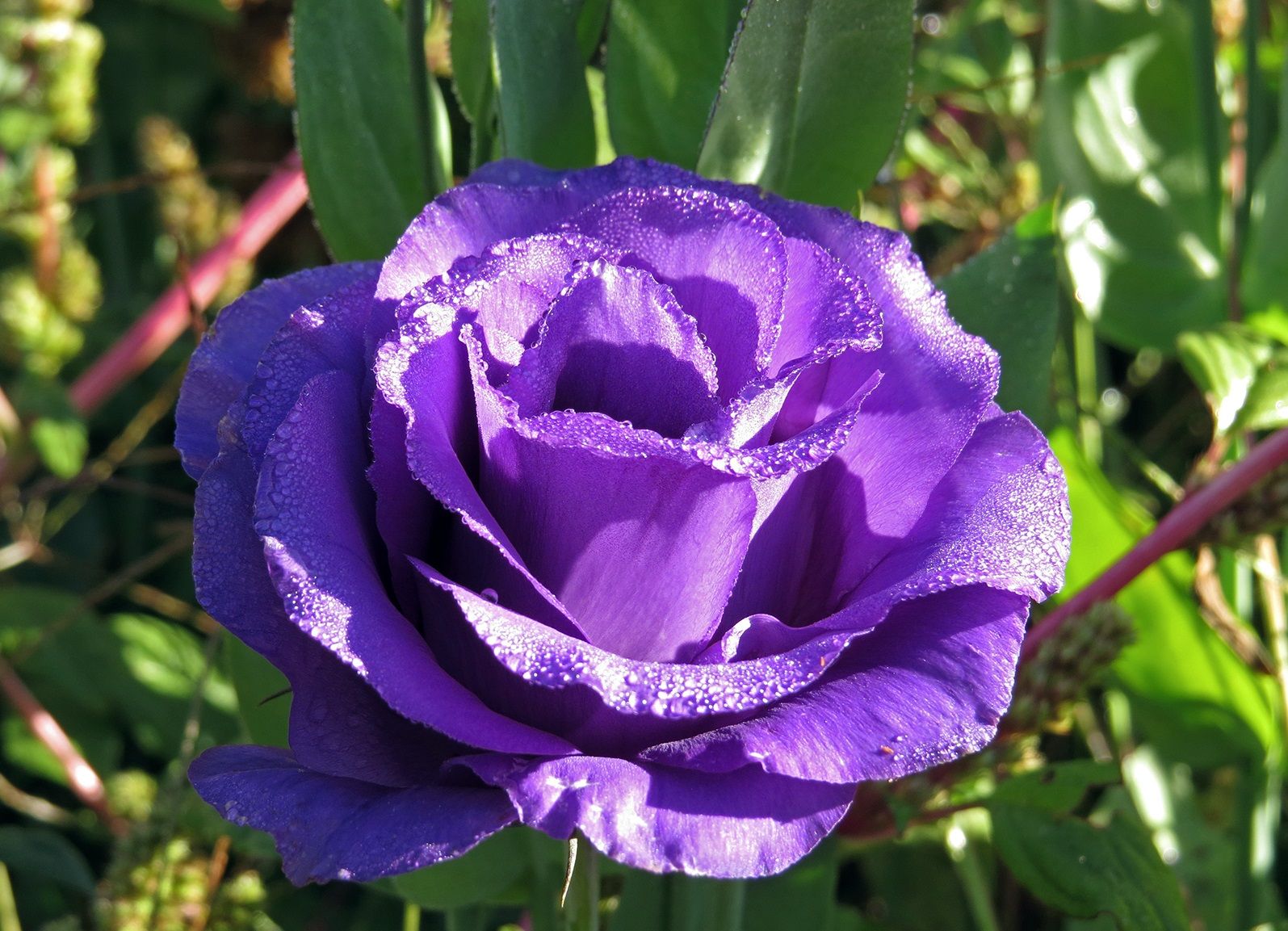 Эустома (лизиантус): посадка и уход