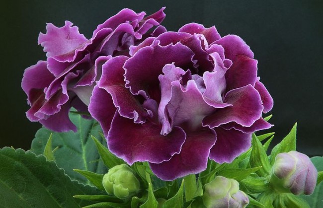 Фото цветка глоксиния