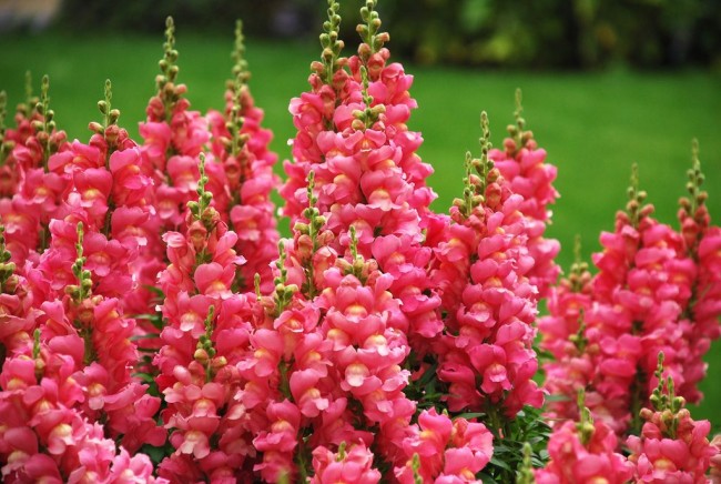 Прекрасные розовые "зевики" - яркое украшение сада