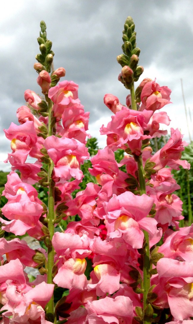 Умеренный полив и своевременная обработка от вредителей обеспечат роскошное цветение антирринумов 