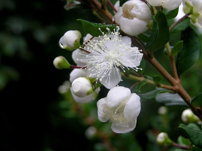 Мирт "Люма" имеет прекрасные белые цветки