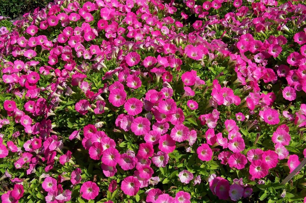 Петуния посадка и уход (70+ фото) ️Советы опытных садоводов