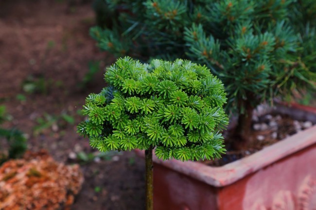Чудесное миниатюрное украшение сада - маленькая пихта "бриллиант" 
