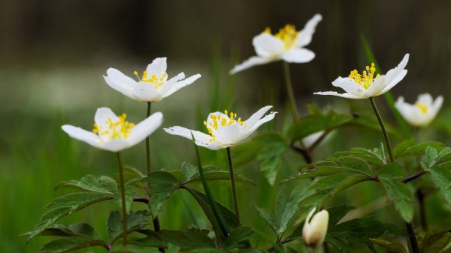 Дикорастущая анемона дубравная (Anemone Nemorosa)