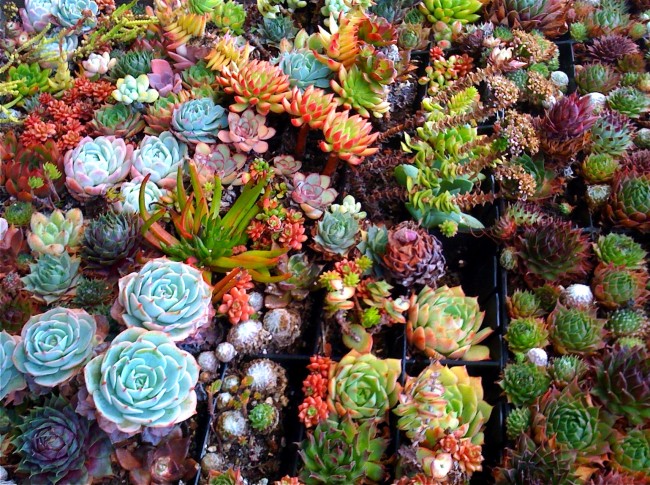 Суккуленты (50 фото): чудные растения, привыкшие к засухе