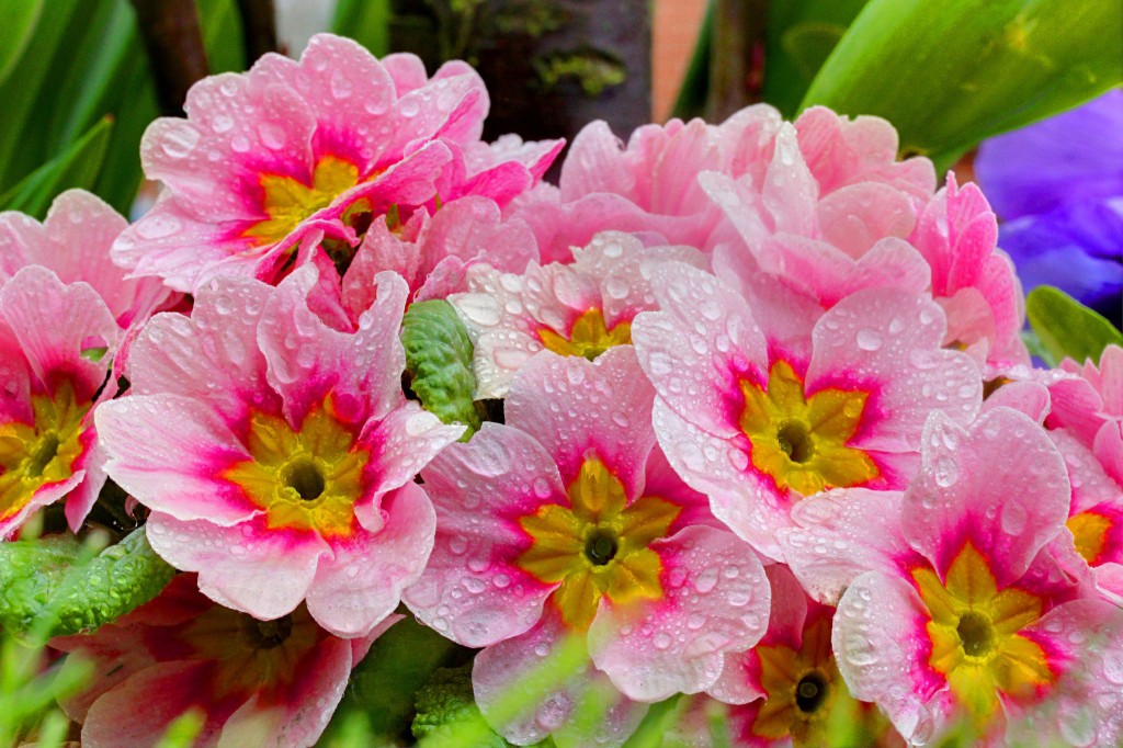 Примула многолетняя, посадка и уход (60 фото): как вырастить цветы ...