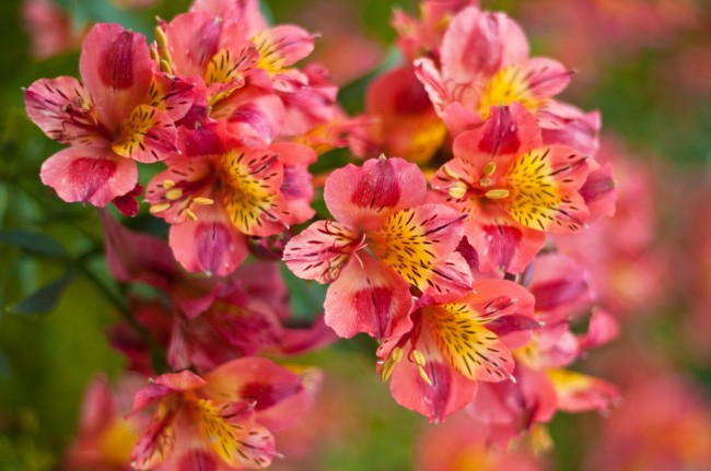 Альстромерии выращивают во всём мире как красивоцветущие декоративные растения — в первую очередь на срезку, реже - как садовые растения