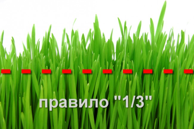 Электрическая газонокосилка. Состригать нужно не более 1/3 высоты травы - так ваш газон будет пышным и здоровым