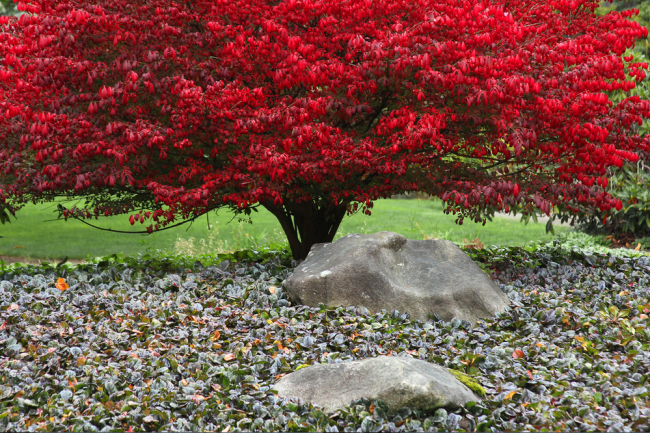 Посадив весной у себя во дворе куст бересклета, вы не пожалеете, так как уже осенью вы будете с удовольствием любоваться прекрасным багряно-красным растением