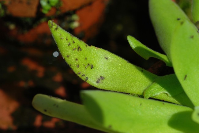 Как избавиться от мух в доме. Некоторые хищные растения, которые можно держать дома, ловят мелких мушек на свои липкие листья. На фото - одно из них, суккулент Pinguicula gigantea