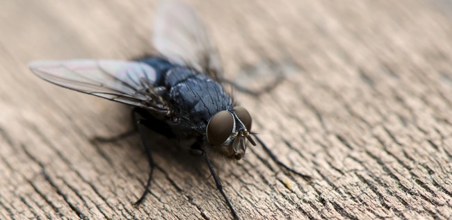 Как избавиться от мух в доме. Комнатная муха (лат. Musca domestica) - синантропное насекомое, то есть живущее рядом с человеком, а в дикой природе она уже практически не встречается