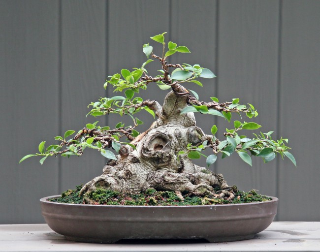 Бонсаи из фикуса microcarpa (фикус-женьшень) с распускающимися листьями Фикусы разновидности с фото и названиями. Бонсаи из фикуса microcarpa (фикус-женьшень) с распускающимися листьями