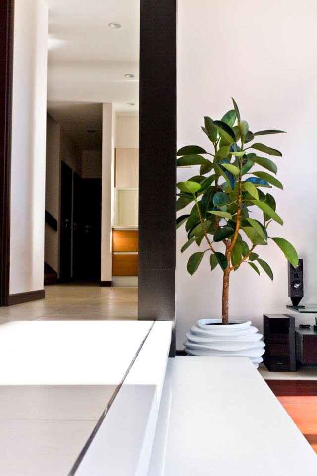 Фикус бенгальский (Ficus benghalensis) – вид вечнозелёных деревьев из семейства Тутовыепришедший к нам из влажных лесов Индии, Таиланда, Бирмы и ряда других стран Юго-Восточной Азии Фикусы разновидности с фото и названиями. Фикус бенгальский (Ficus benghalensis) – вид вечнозелёных деревьев из семейства Тутовыепришедший к нам из влажных лесов Индии, Таиланда, Бирмы и ряда других стран Юго-Восточной Азии