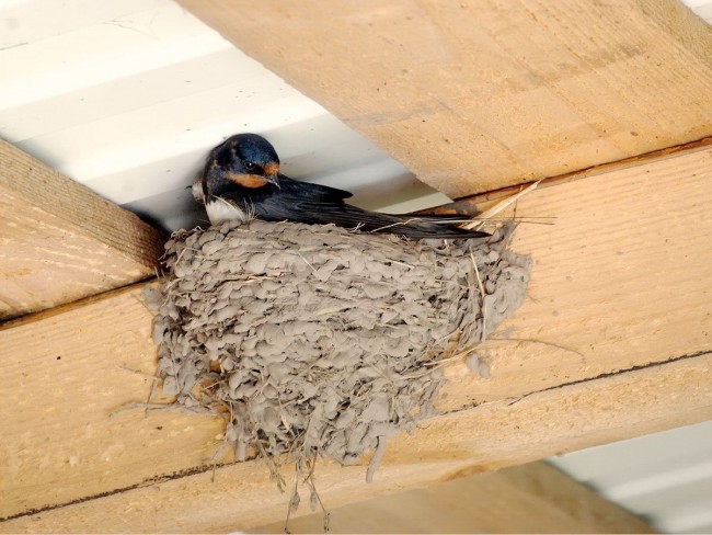 Риск появления блох увеличивается, если на чердаке дома или у окон находяться гнезда птиц