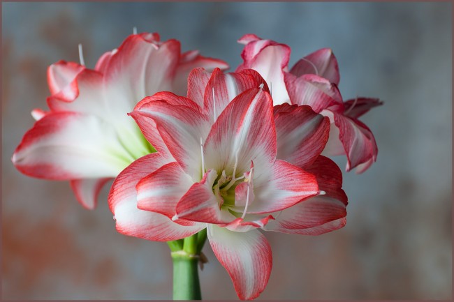 Амариллис также известен как белладонна лилия или "прекрасная дама"