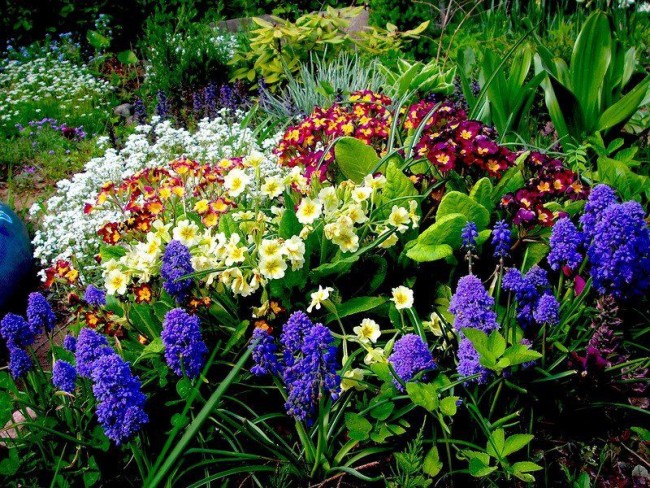 Посадите у себя первоцветы и они будут радовать вас своими красками после холодной зимы