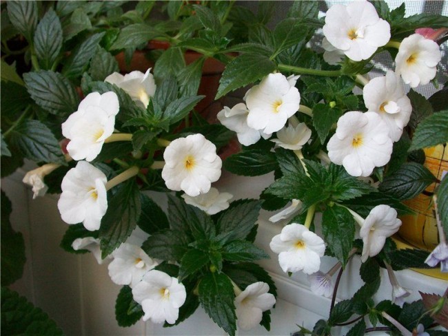 Чисто белые изящные цветки ахименесы
