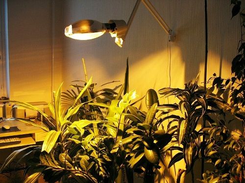 Натриевая лампа - один из самых эффективных источников искусственного света для домашних растений