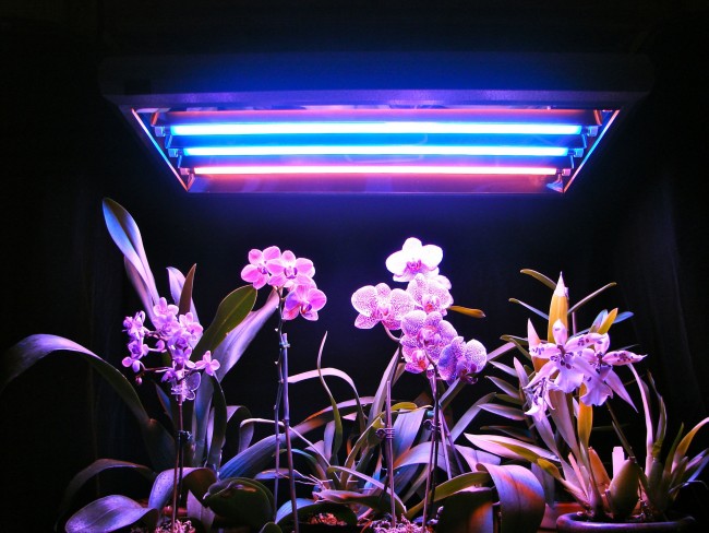 Люминесцентное освещение для великолепных орхидей