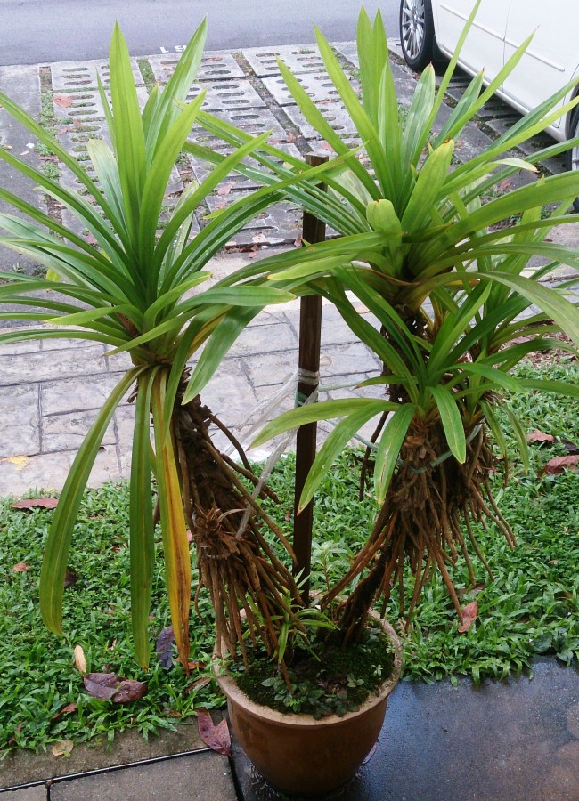 Винтовой пальмой или винтовой сосной это растение называют из - за листьев, которые растут по спирали в несколько рядов