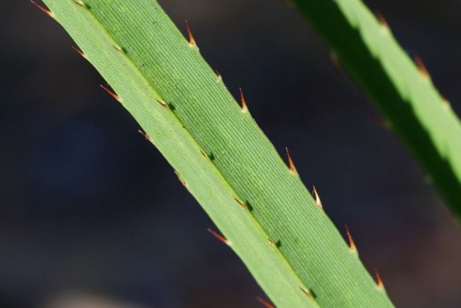 Листья растения на краях и нижней части имеют довольно острые шипы