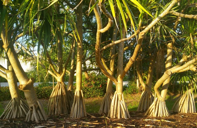 Пандан – тропическое растение со сложной корневой системой 