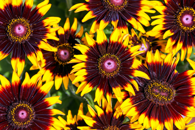 Цветки рудбекии собраны в крупные, декоративные соцветия яркого красного, желтого и оранжевого оттенка