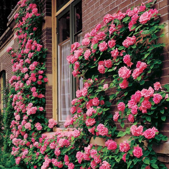 «Живая» стена вдоль здания восхитит великолепным цветением и подарит прохладу