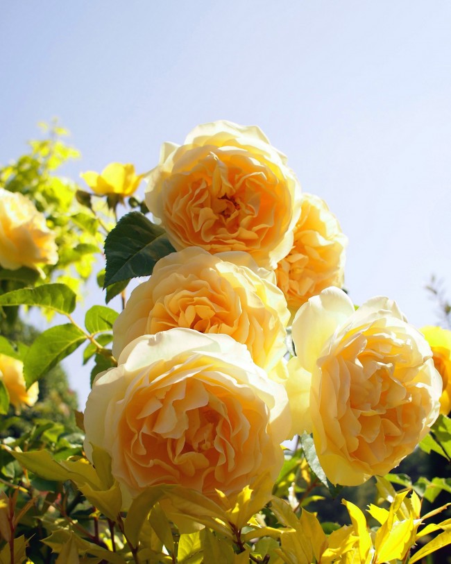 Розы английские лучшие сорта: посадка и уход