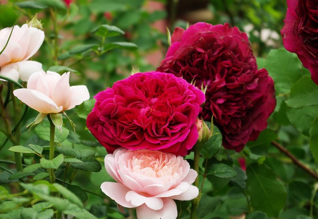 Розы английские лучшие сорта: посадка и уход