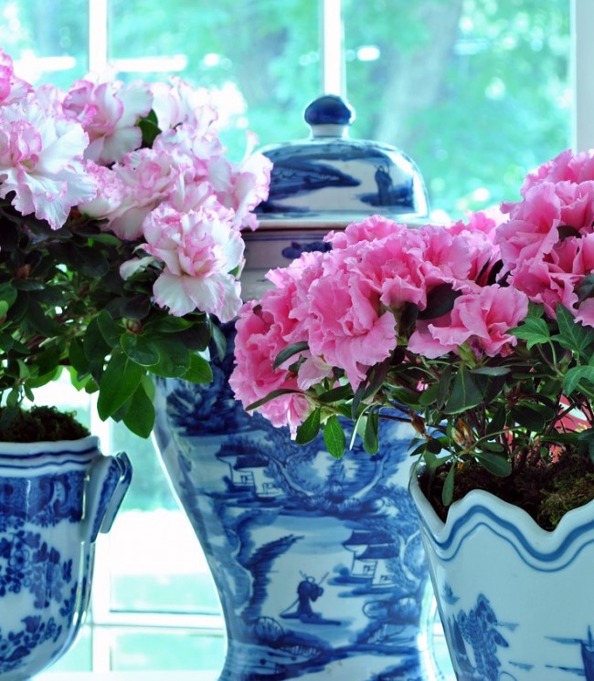 Какие комнатные цветы нежелательно выращивать дома?
