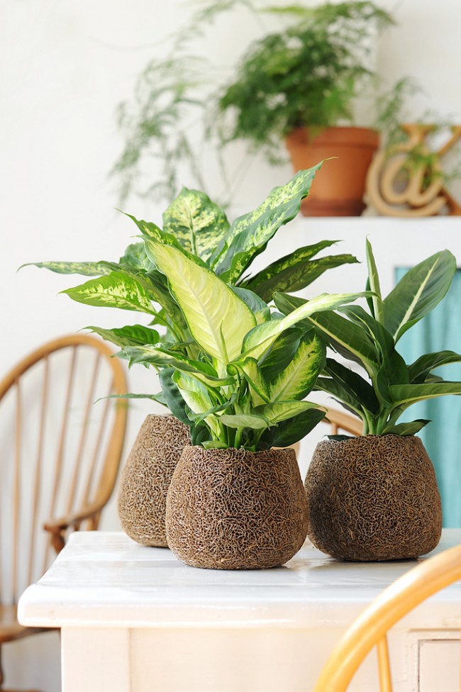 Какие комнатные растения нельзя выращивать в квартире?