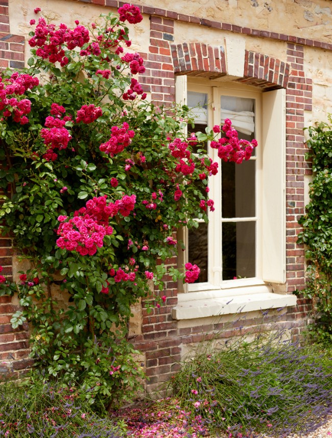 Розы в ландшафтном дизайне: 75 примеров на фото в саду