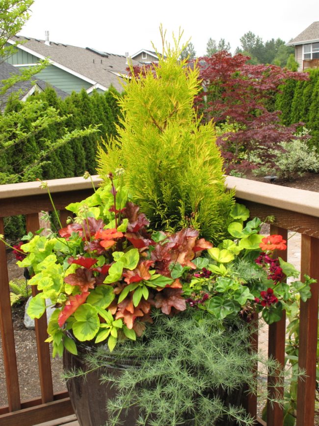 Гейхеры, как правило, высаживают на клумбах или во дворах частных домов, но молодые саженцы этого растения можно оформить в красивую композицию в декоративном вазоне